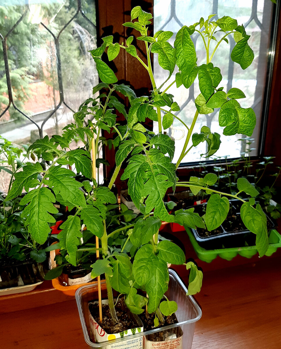 "Ладья" и "Поцелуй". Фото автора. 