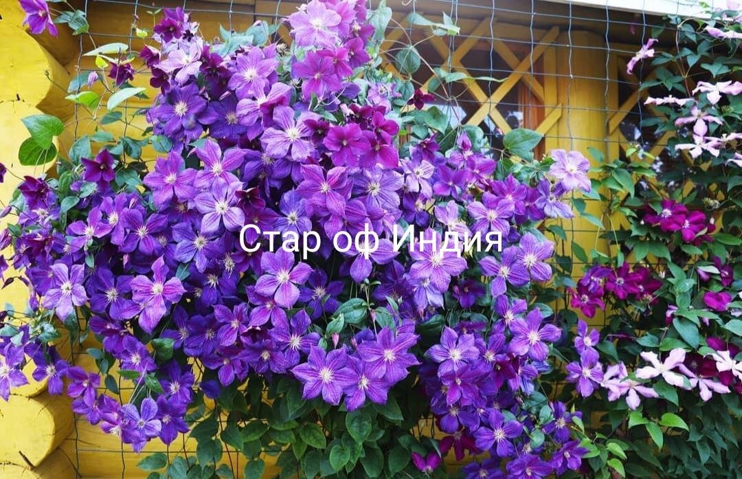 Клематисы 3 группы обрезки. Прверенные сорта | НЕскучный сад в Питере ...