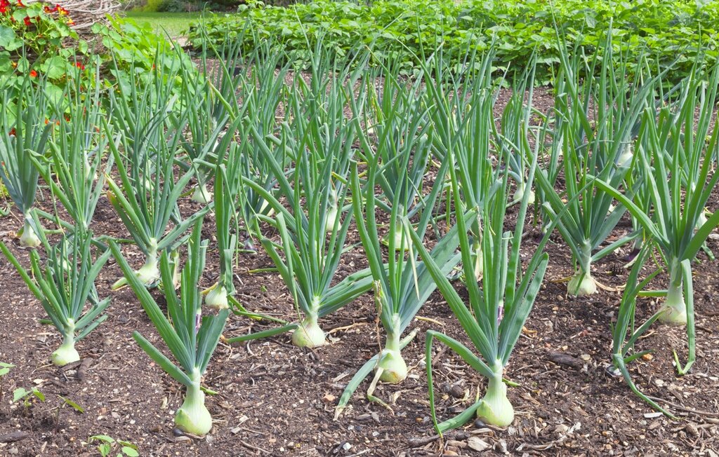 Как вырастить крупный лук