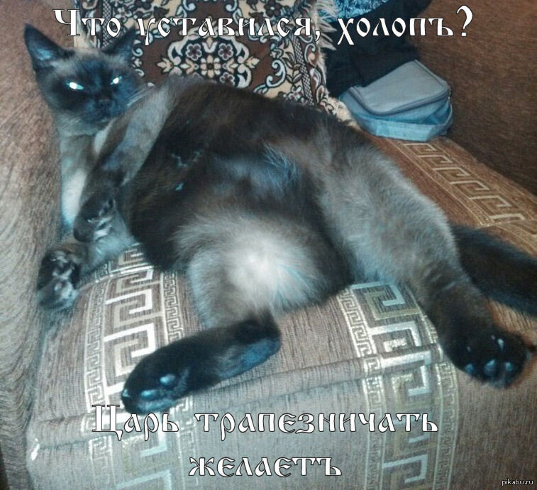 Давайте, давайте, пошевеливайтесь! Несите своим котам и кошечкам еду! А я подожду. 