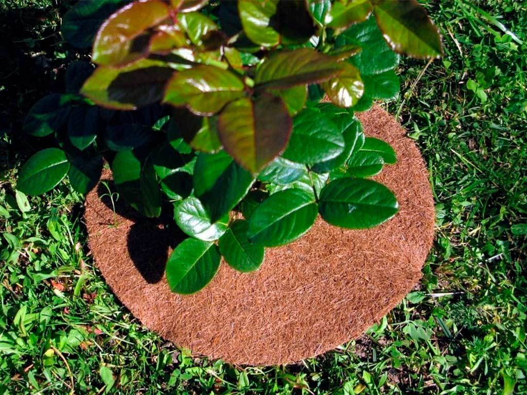 Источник картинки - https://clck.ru/h3gcx