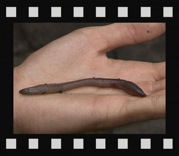 Выползок на ладони.