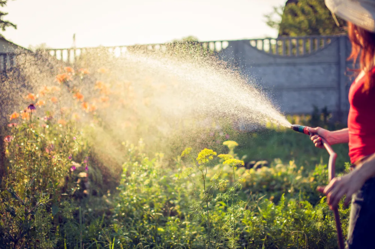 Если вы не хотите рано вставать — полейте сад ближе к вечеру
