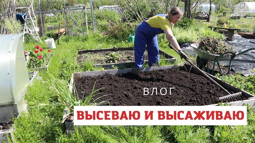 Работы в мае непочатый край! Высаживаю рассаду порея, физалиса, сею фасоль и чуть-чуть любуюсь садом