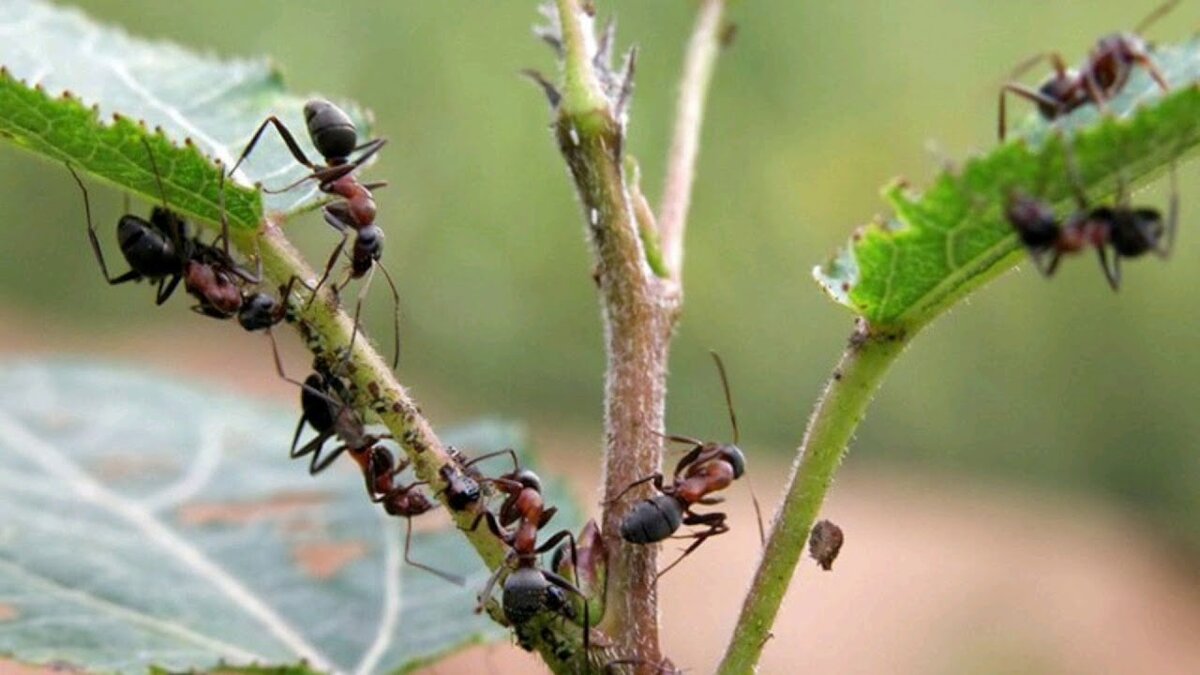 Фото: i.ytimg.com