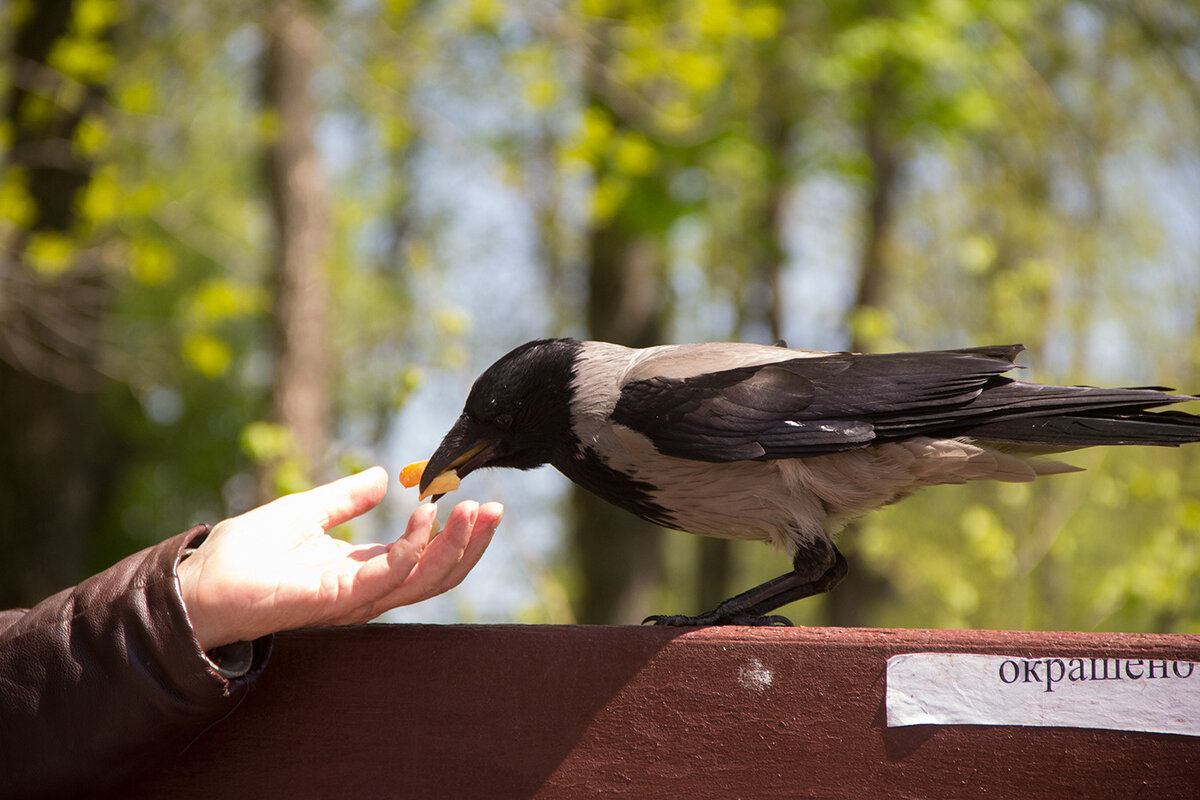 Фото: Игорь Матвеев, "Наш Витебск"