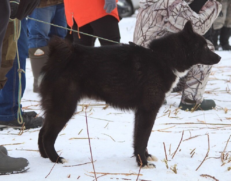 Высокопородная лайка русско-европейская