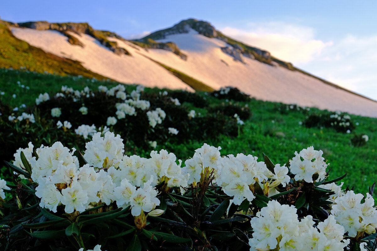 рододендрон кавказский на склонах горы Блям, Адыгея