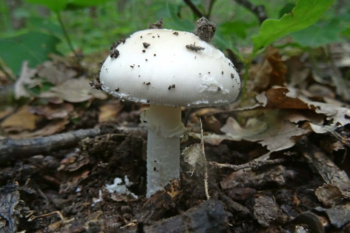 Мухомор вонючий - Amanita virosa