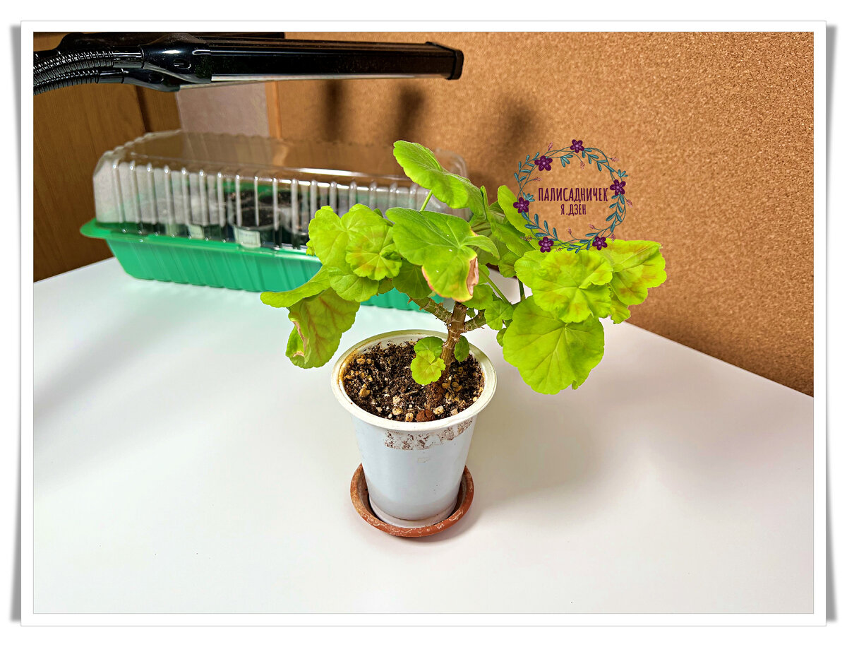 О! Нашла! Это февраль, 9е число. Типа перезимовали. Типа я не могу больше на это смотреть. Приступаю к обрезке и черенкованию. Из одной сортовой пеларгонии я сделала три в итоге. Листайте, пожалуйста. ⏩⏩