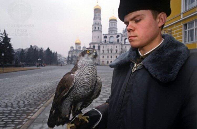 Солдат держит на руке ястреба, сотрудника спецслужб, обученного для устранения ворон на Красной площади, 1992 год.