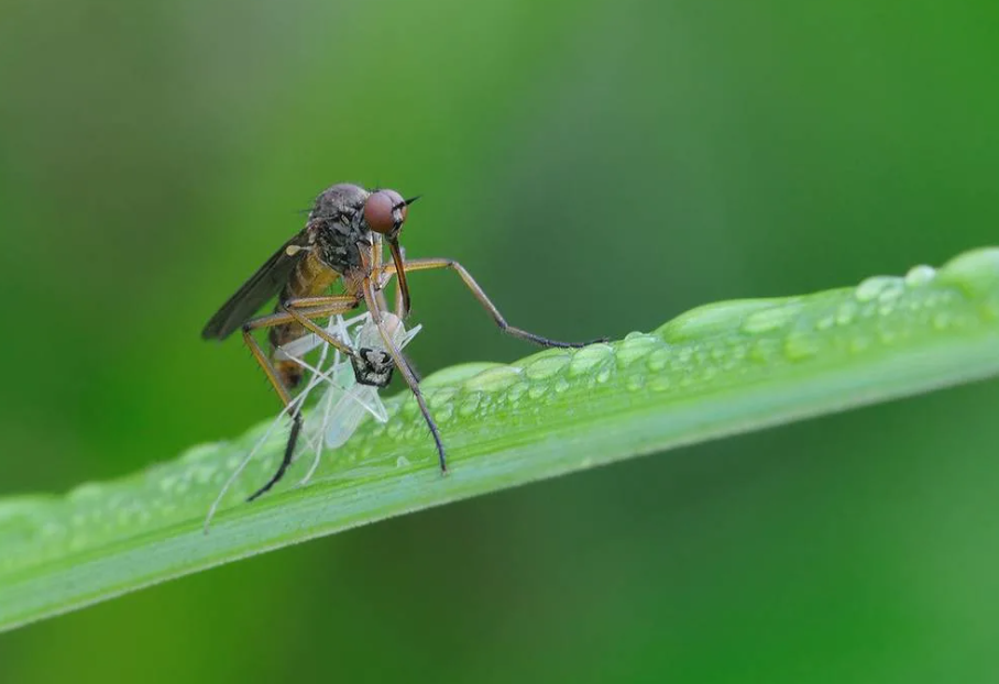 Большой толкунчик: Хищная муха-перехватчик. Их самки пацифистки и питаются мясом только с «рук» самцов1