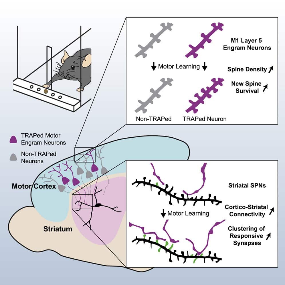    Краткий обзор схемы эксперимента и результатов исследования / © Fuu-Jiun Hwang et al, Neuron, 2022
