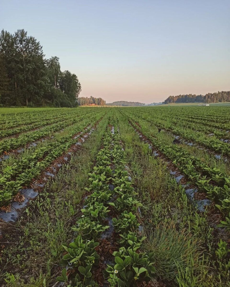 Финское клубничное «рабство»: как я решилась поехать на сбор клубники в ...