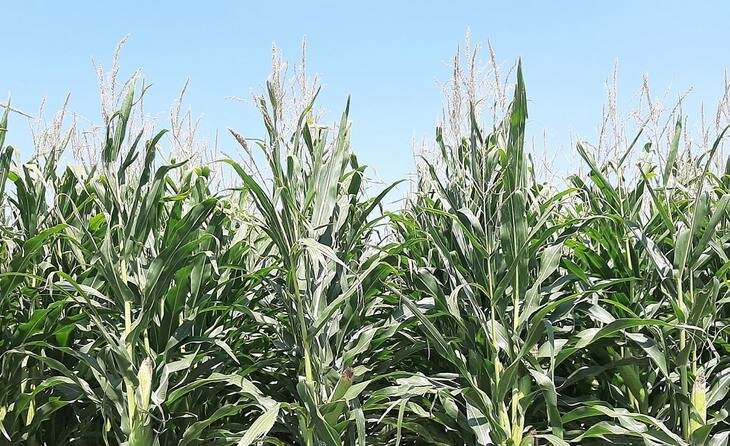    Микробные органические удобрения увеличили урожайность кукурузы на 21,5 процентов