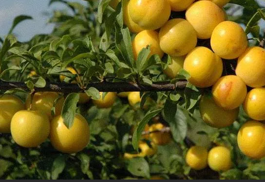 Жёлтая Хопты