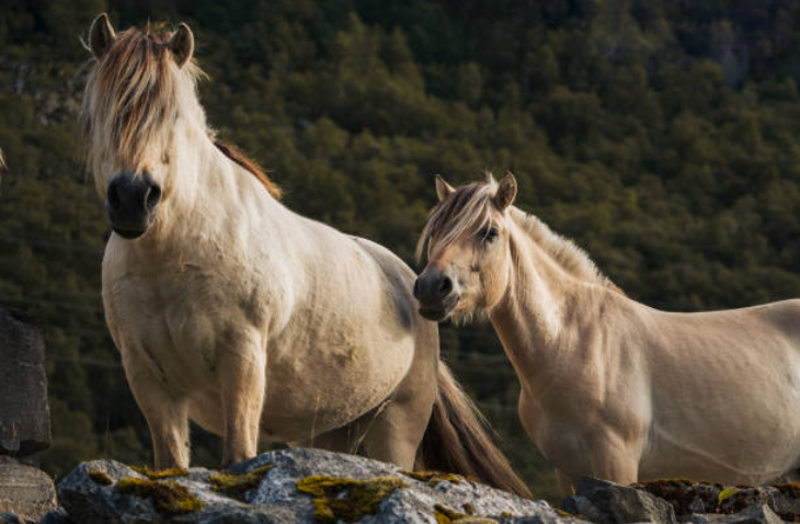 Ну что, где наш викинг?  