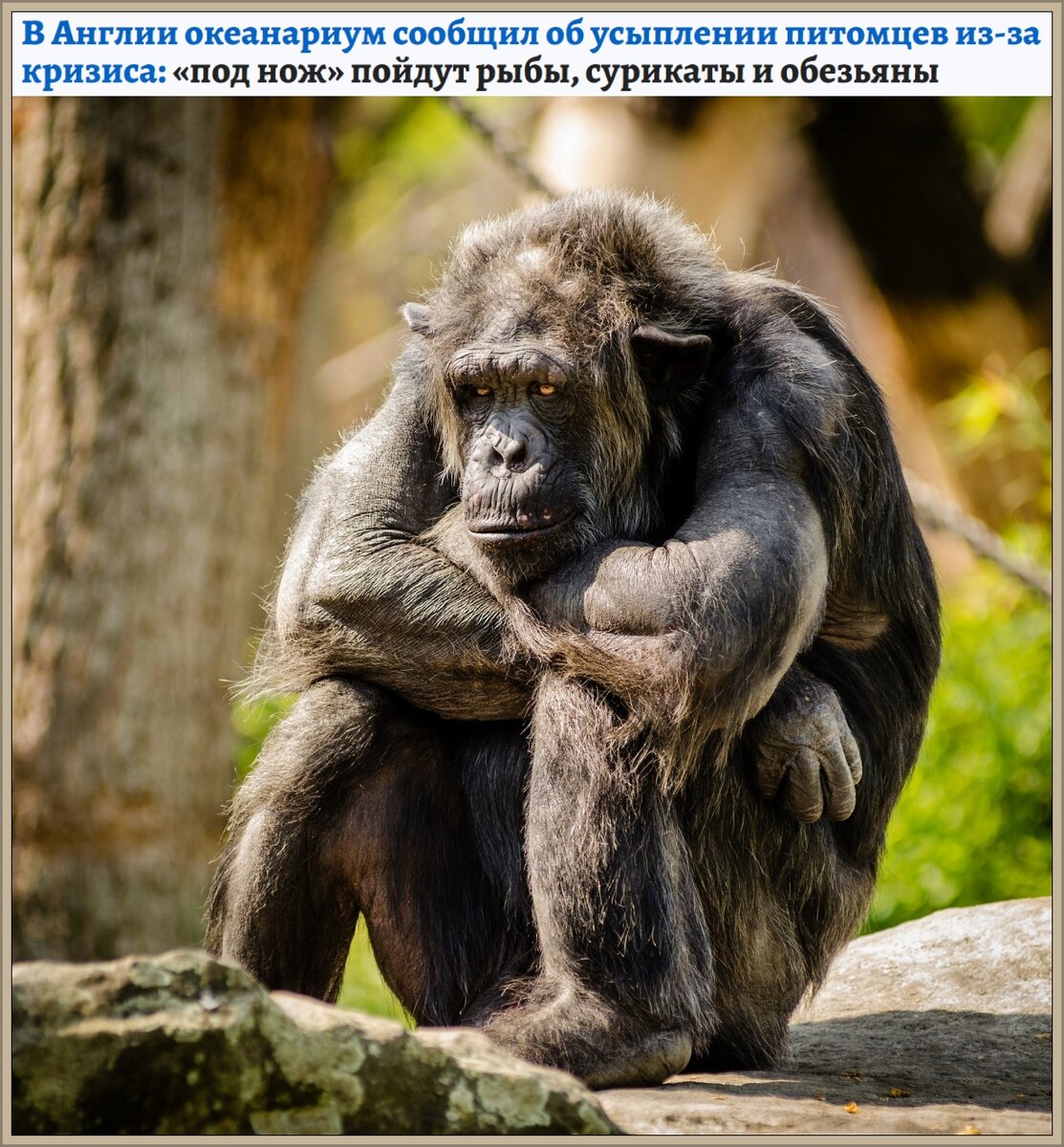 Путин убивает животных в Великобритании.