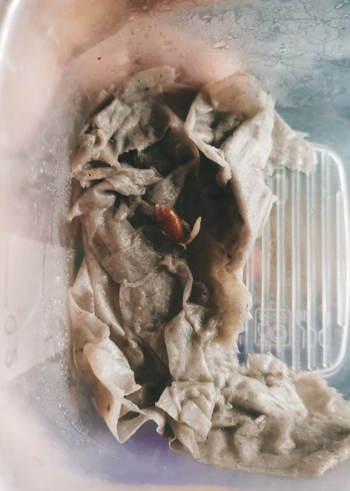 Туалетная бумага должна быть снизу и сверху косточки и хорошо пропитана водой. (Вместо туалетной бумаги можно использовать марлю или лоскуток ткани)