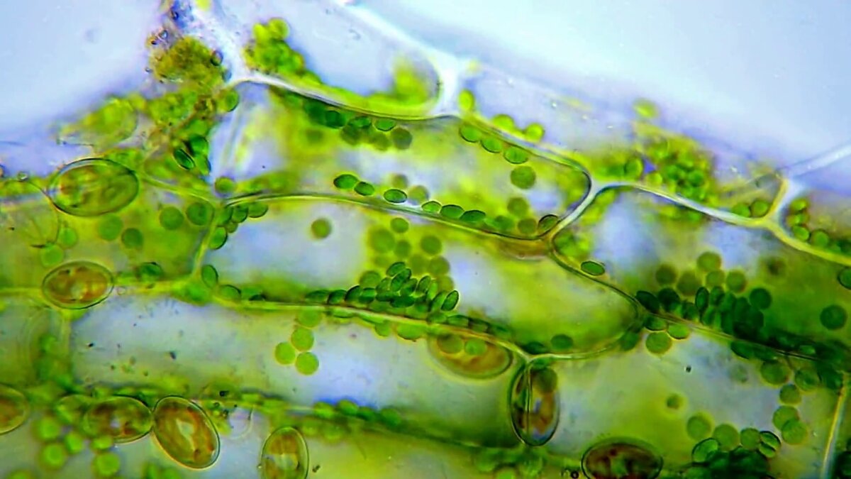 Фото с ресурса https://multiurok.ru/