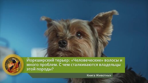 Йоркширский терьер: «Человеческие» волосы и много проблем. С чем сталкиваются владельцы этой породы? | Видео 🎥