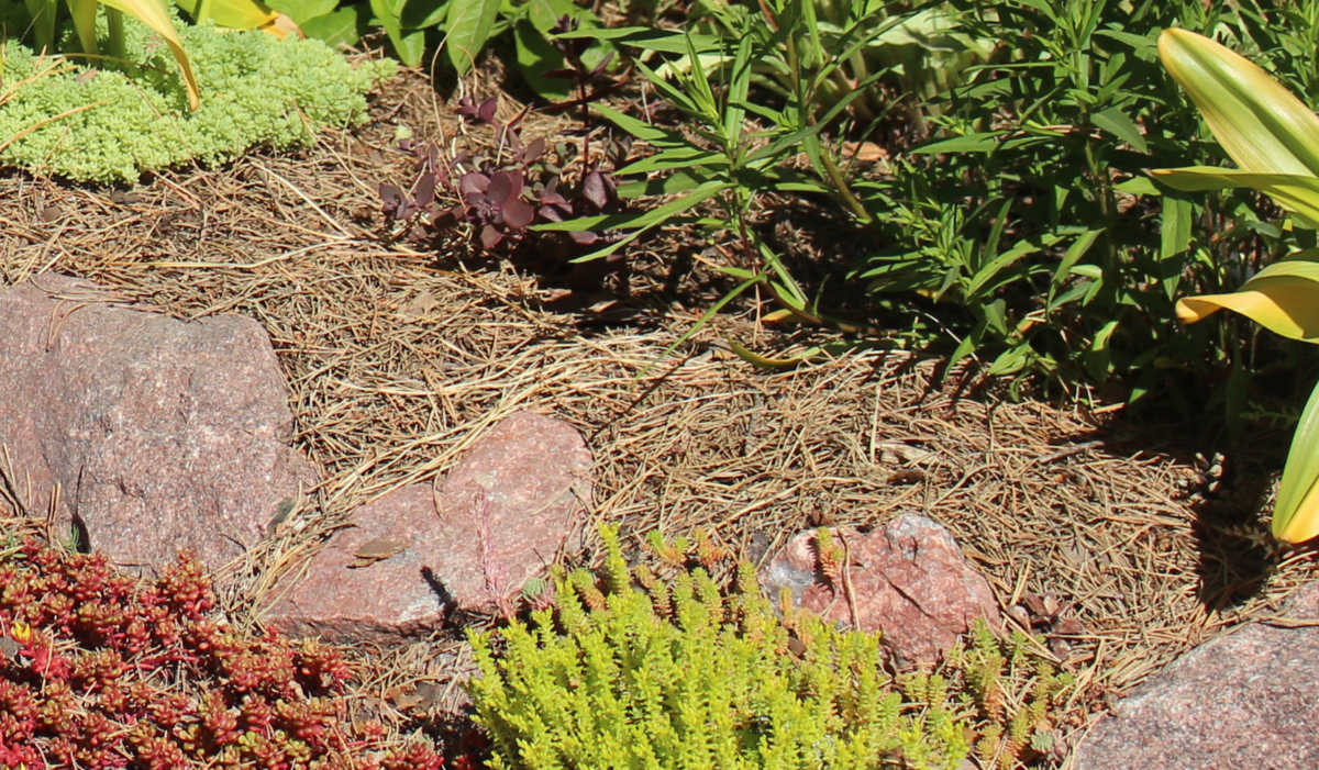 Здесь листья крокуса практически незаметны на фоне мульчи из сосновых иголок. 29 июня