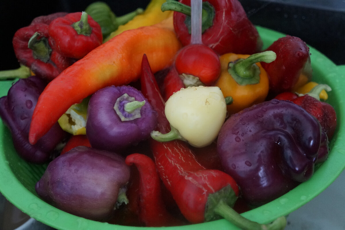 Peter Pepper - 2016 ANO, vzhledově atraktivní odrůda
