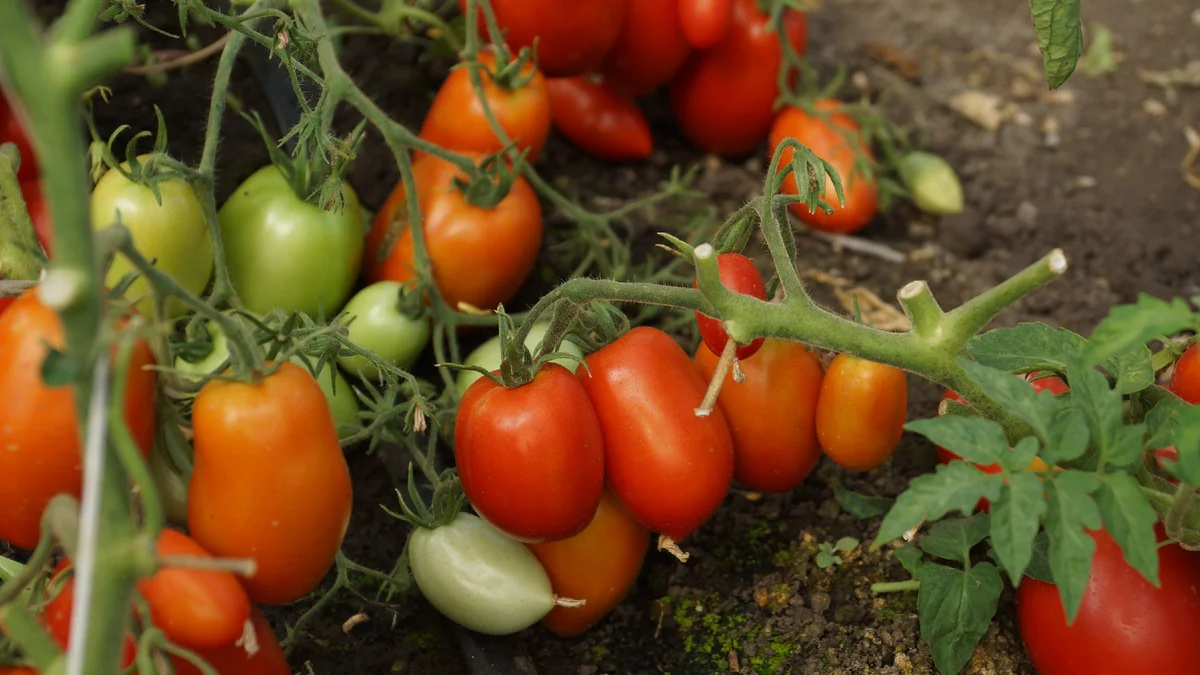 Помидоры цыпочка. Томат цыпочка семена алтая. Ципоч томат цыпочка. Цыпочках помидоры. Сорт томата цыпочка.