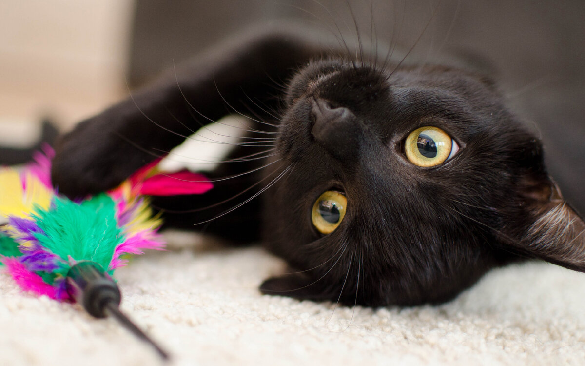 Яндекс картинки, фото с сайта www.goodfon.ru