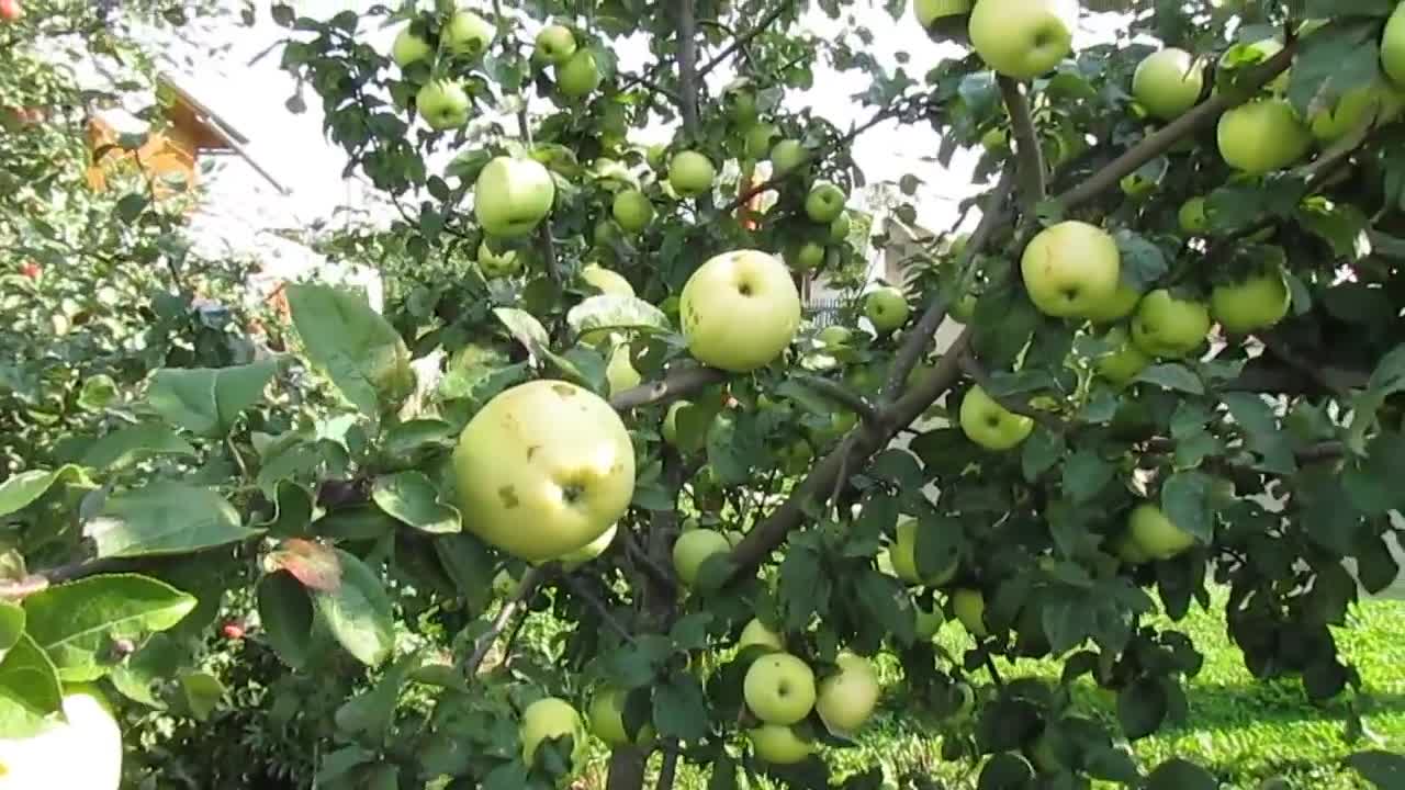 Вино из яблок в домашних условиях - рецепт | Чудо-Повар