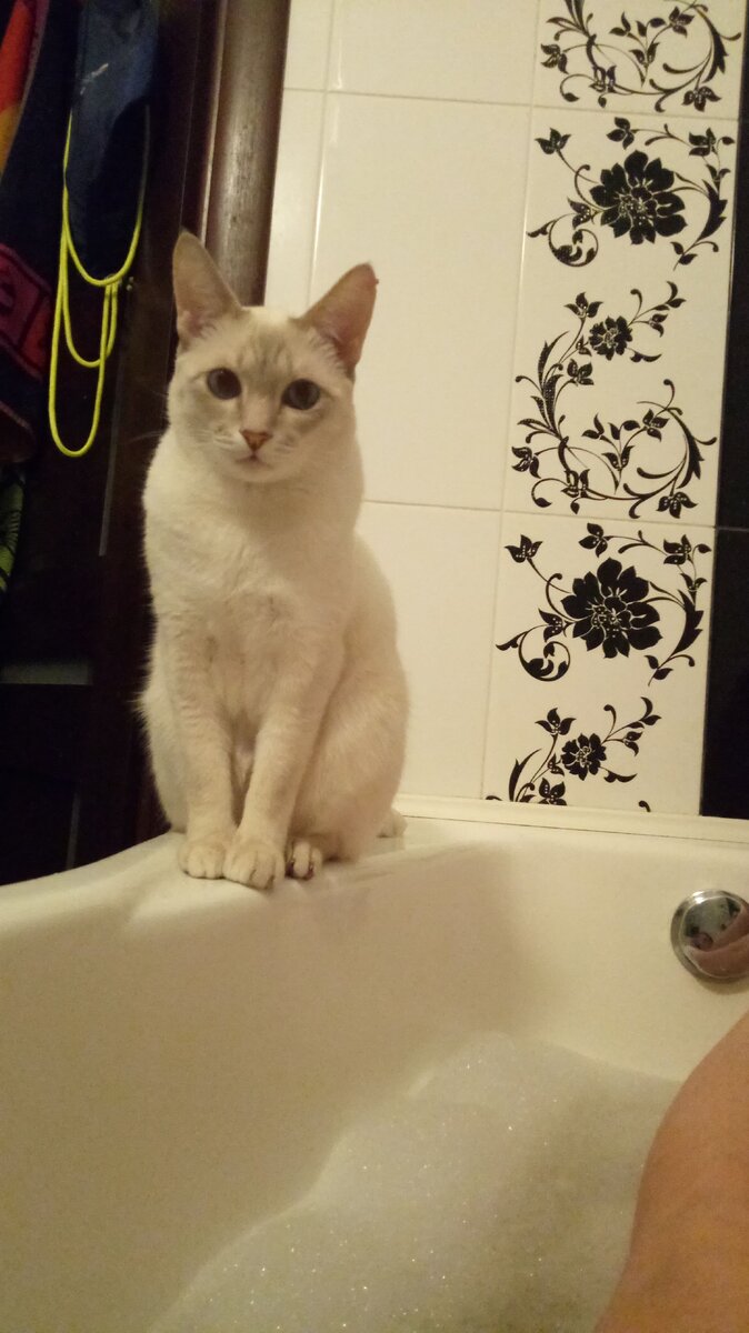 Котоконтроль чтобы хозяин не утонул