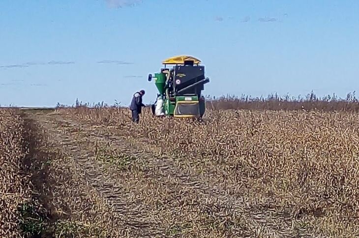    Для российского сорта сои Умка подбирают оптимальную схему защиты растений