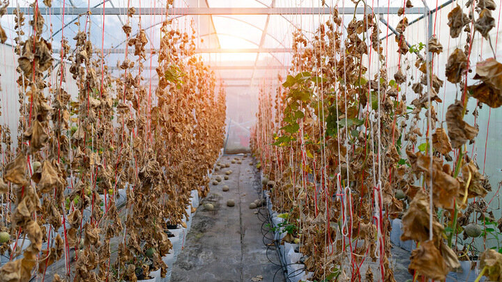 ФОТО: STOR24/SHUTTERSTOCK.COM