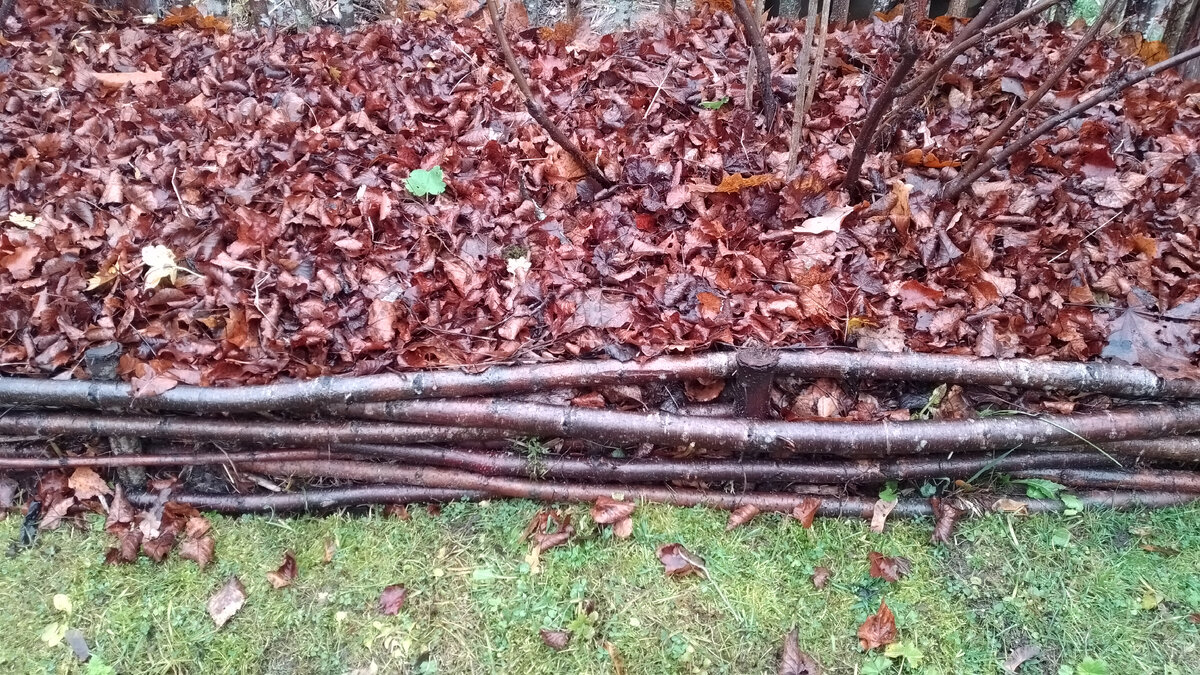 Плетеный бордюр вдоль кустов смородины