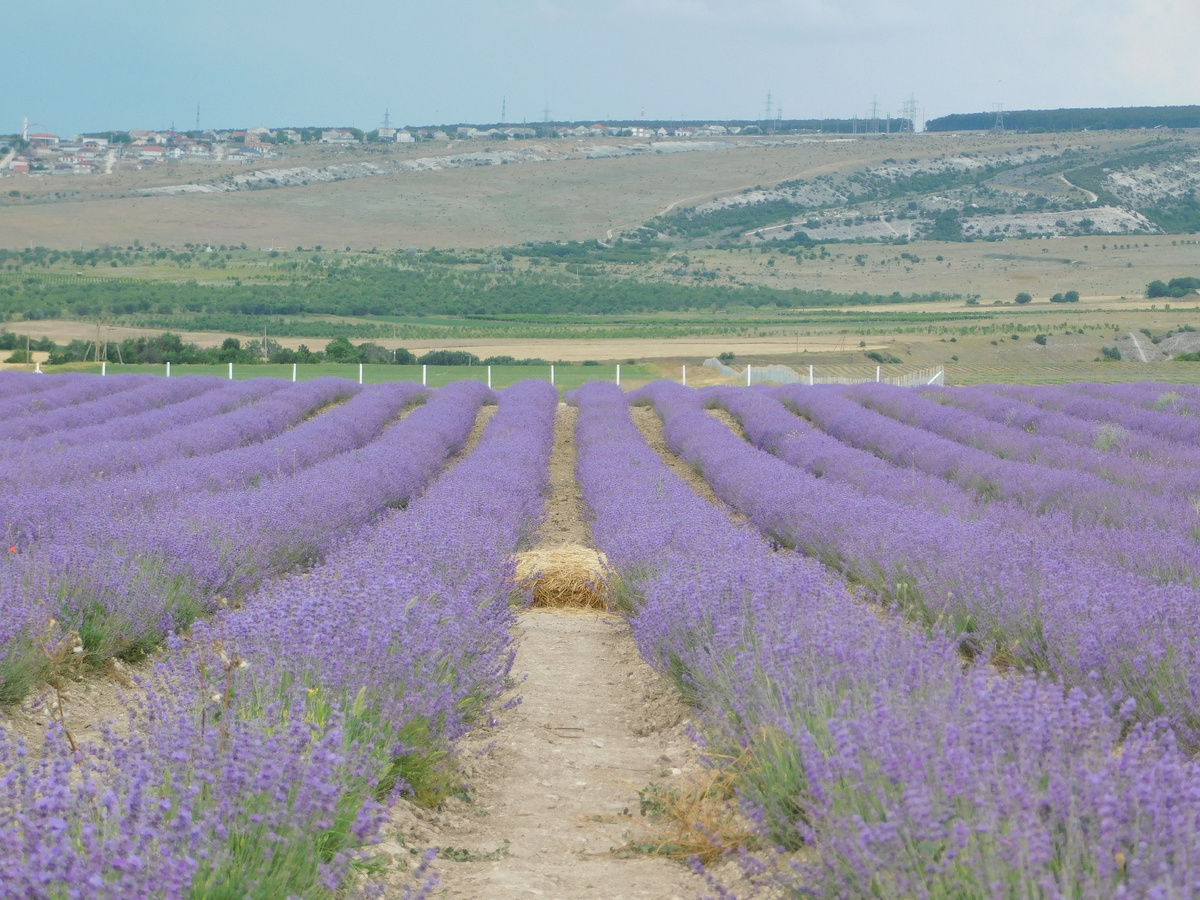Лавандовое поле