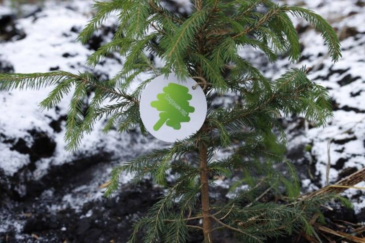    Екатеринбургские активисты присоединились к акции «Сохраним лес»