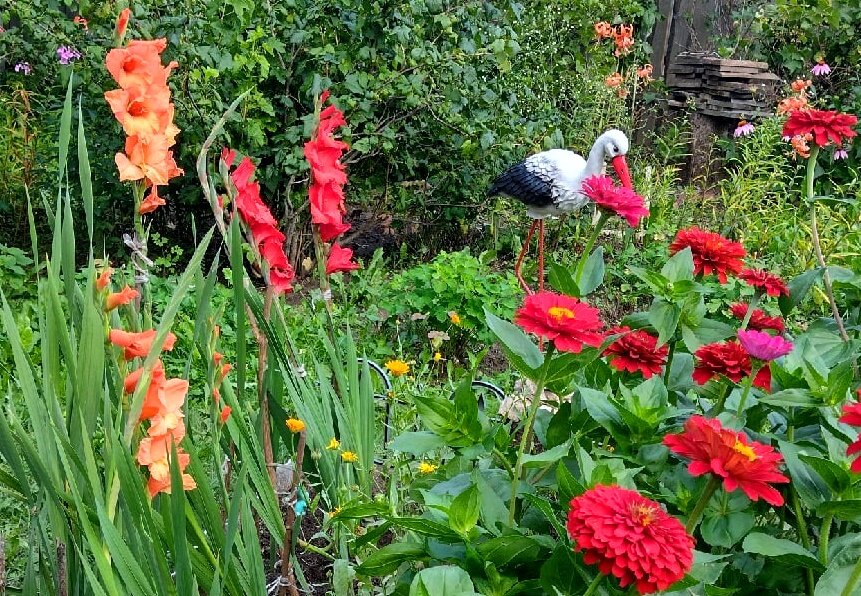 Фото моего сада