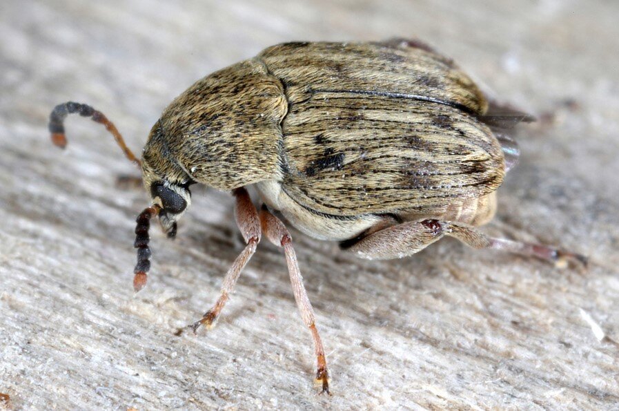 Фото: Bean Weevil, spain.inaturalist.org
