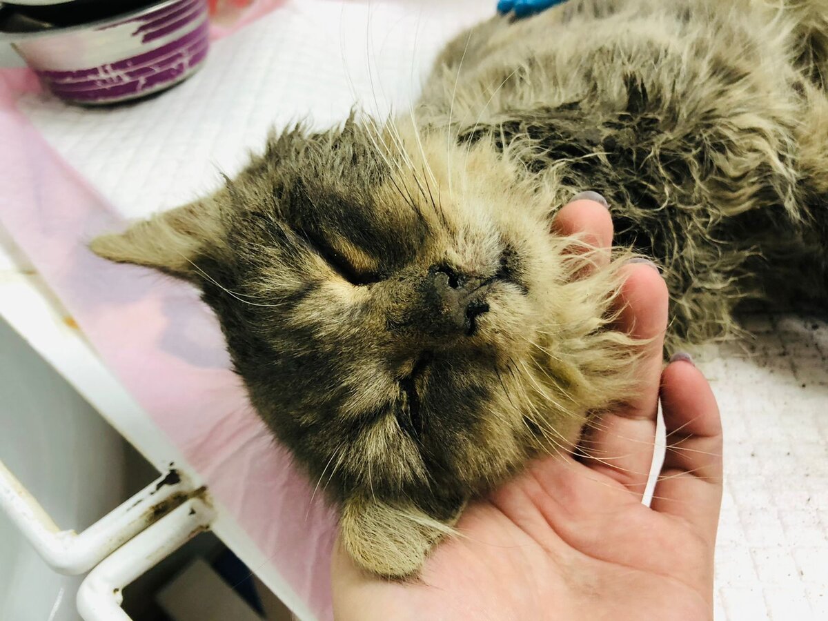 Запекшейся грязь и кровь