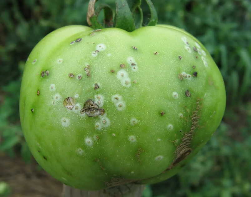 Фотография взята из источника eldomo.ru