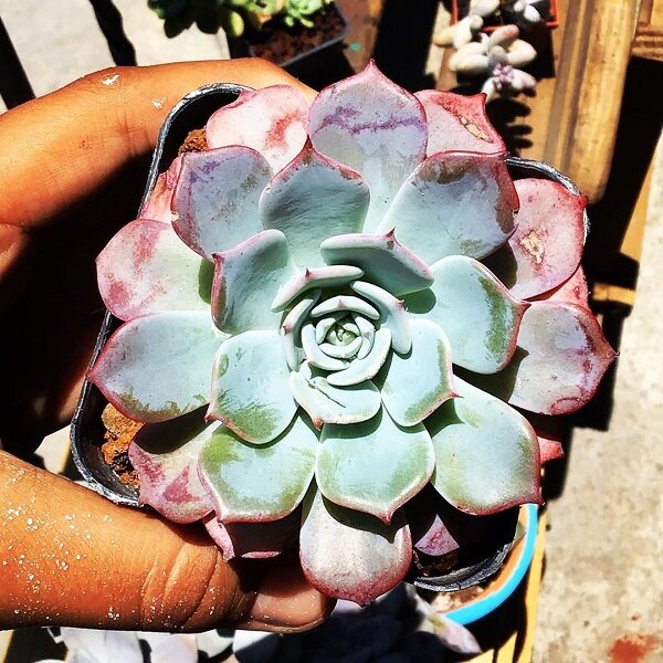 Фото: gorzavel.com