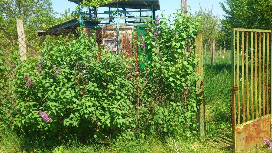 Живая изгородь из сирени - моя воплощённая мечта.