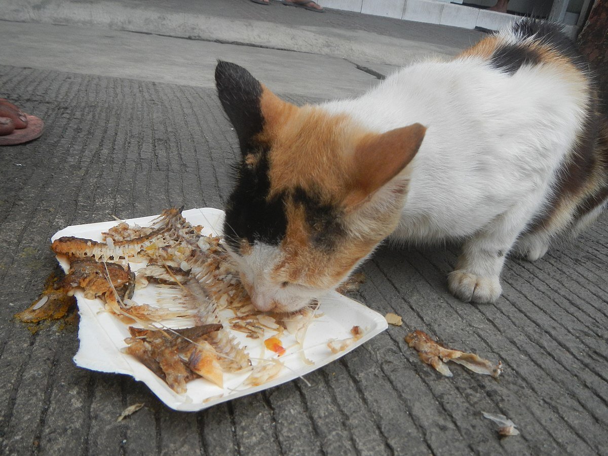 Кот трескает рыбу. Возможно, что и щуку. Судьяфлоро, CC0, via Wikimedia Commons