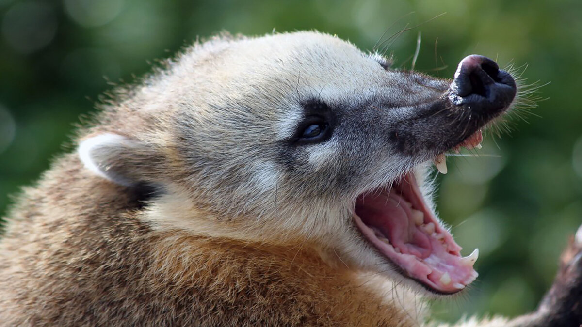 Коати иногда кусаются. Источник: flickr.com