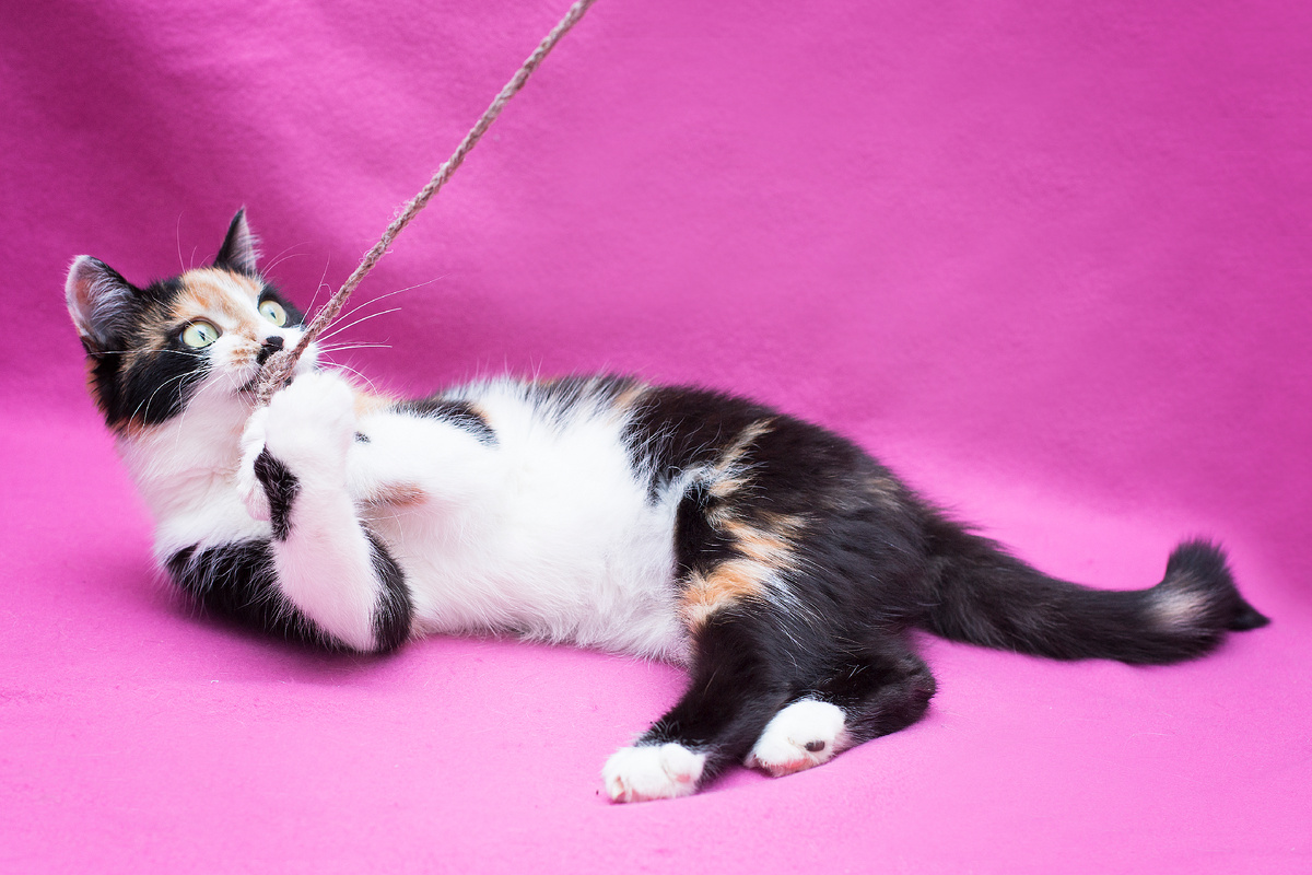 когда фото - прямое отражение характера модели!