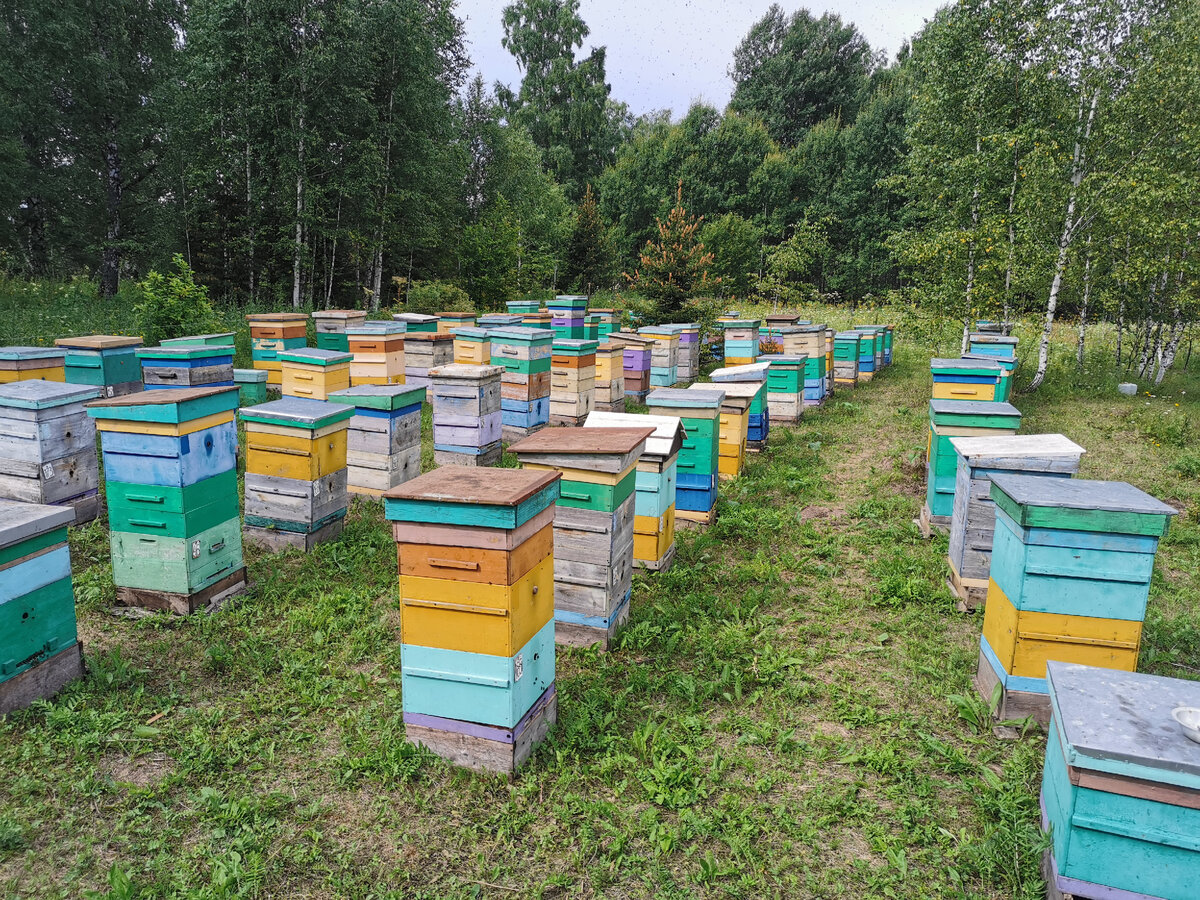 Таежная, кипрейная пасека