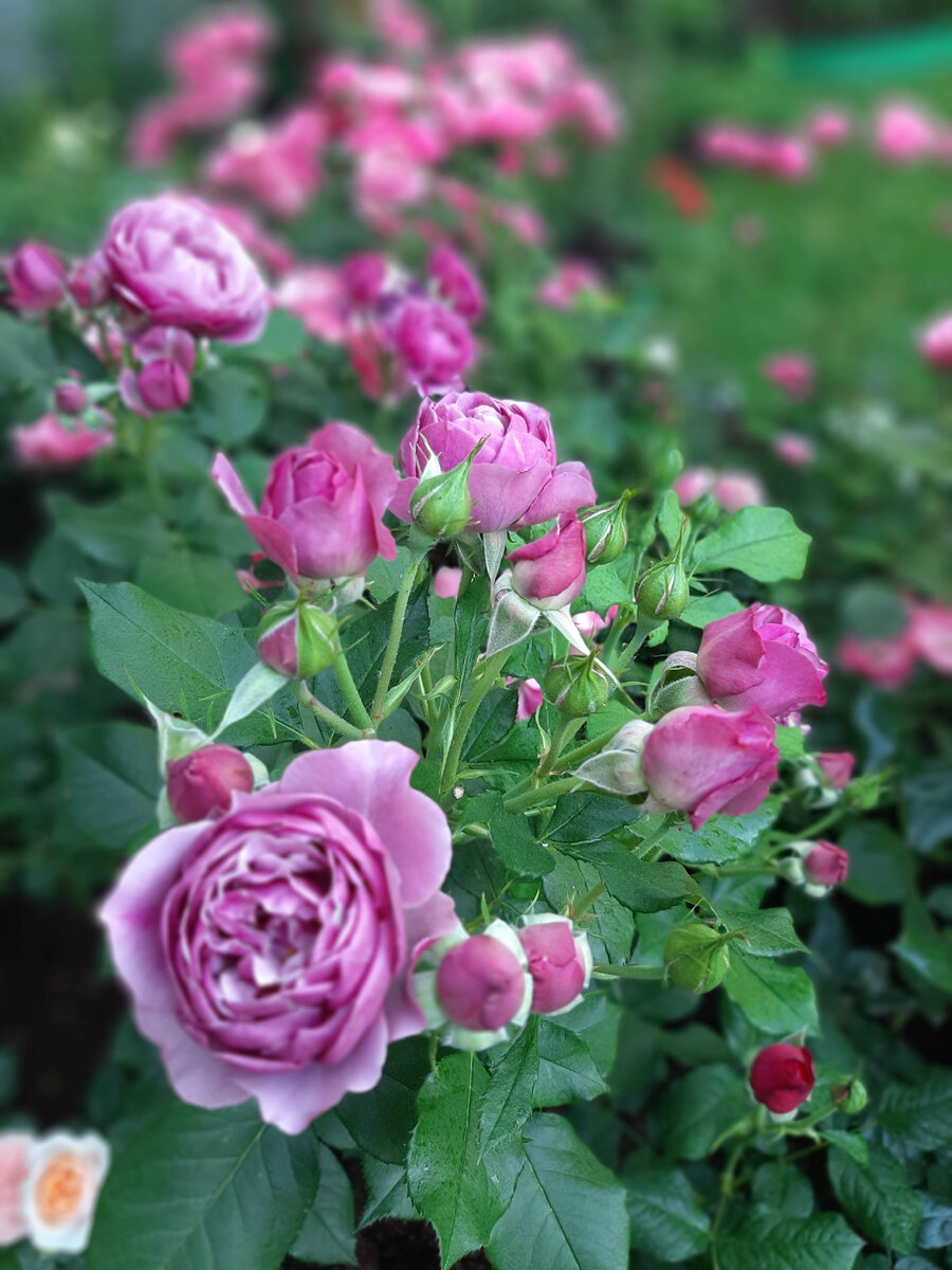 Иден Блю, Blue Eden 