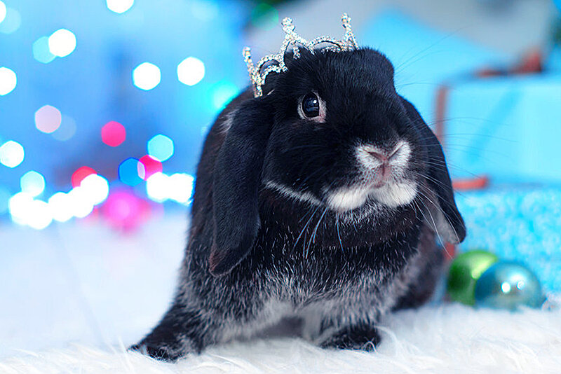 яндекс.картинки