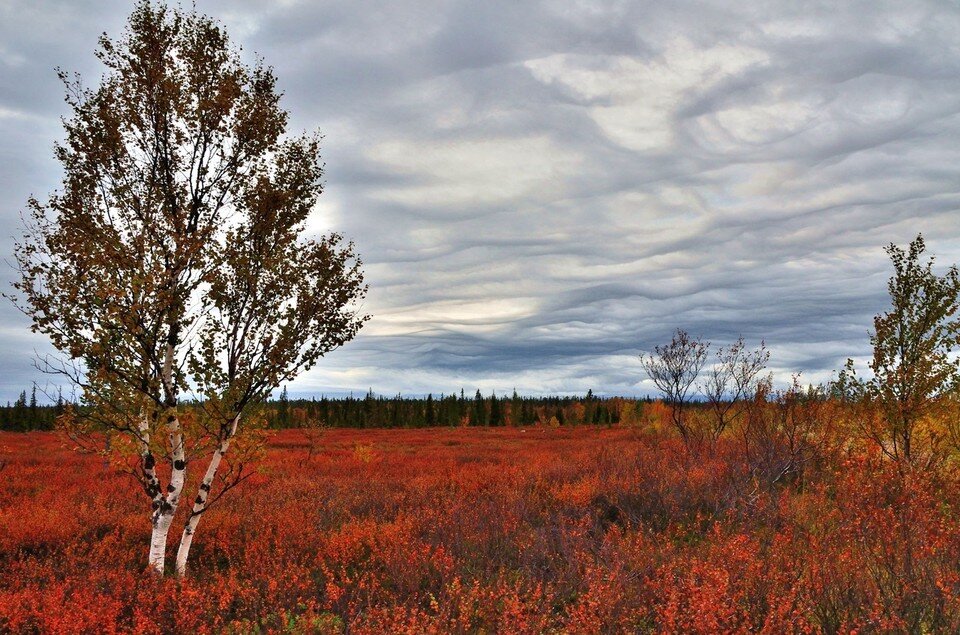     Заказник в Ловозерском районе будет реорганизован в природный парк. Олег ФИЛОНОК