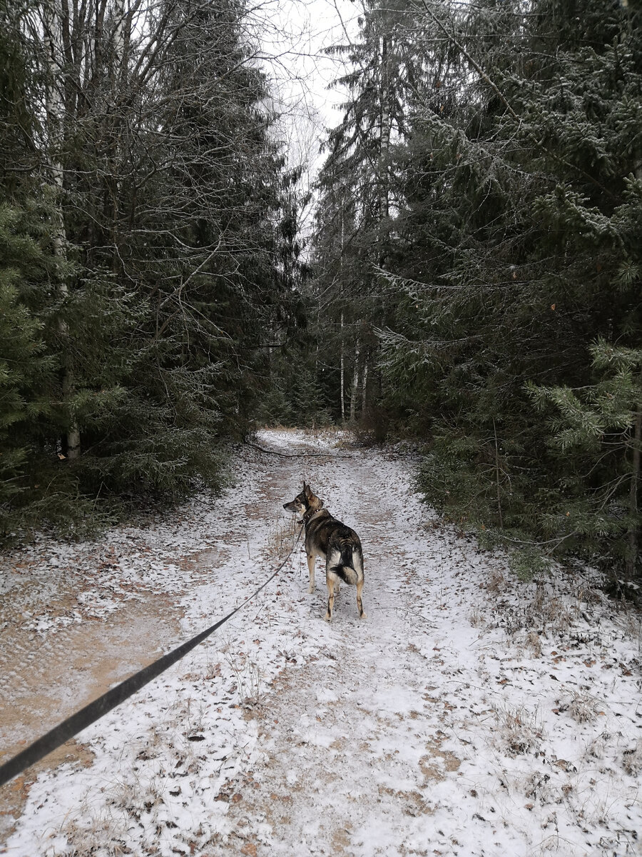 Лесные дорожки